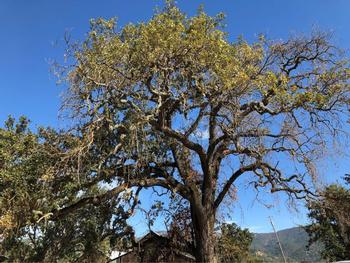 This Napa Valley oak tree is infested with Mediterranean Oak Borer beetles. Photo: Shari Smith