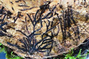 Unlike other beetles, the trellis-like tunnel pattern Mediterranean Oak Borer beetles create is chaotic. Photo: Curtis Ewing, CAL FIRE
