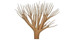 Witches' broom