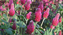 Crimson clover