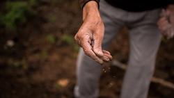 HANDS seeding_t20_g8emNb