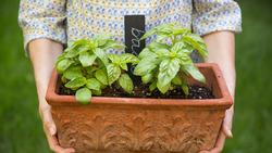planting containers