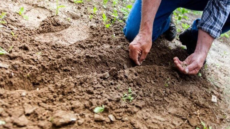 Once cleared and prepared, in-ground raised beds can be effective growing areas. Photo: Benyamin Mellish, Pexels