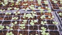 Start seeds in a fine textured seeding mix.  Chu Tai, unsplash