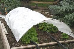 Floating row cover. Courtesy UC Regents