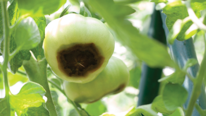 Blossom end rot tomato