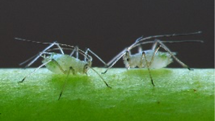 Aphids