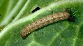 cutworm