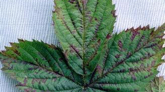 Downy mildew