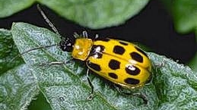 Cucumber beetle