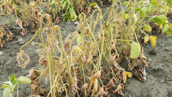 Fusarium wilt - stanyard 8.3.18