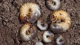 Grubs
