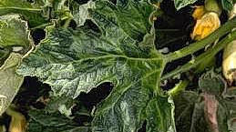 Mosaic virus