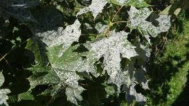 Powdery mildew