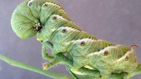 tomato hornworm