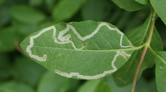 Leafminer