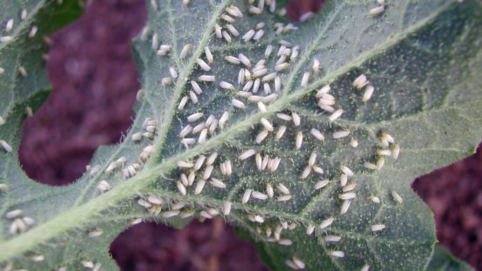 Whitefly mass