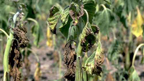 crop_verticillium-wilt_