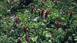 Cover crops provide dense cover that helps snuff out weeds. Photo: Courtesy UC Regents