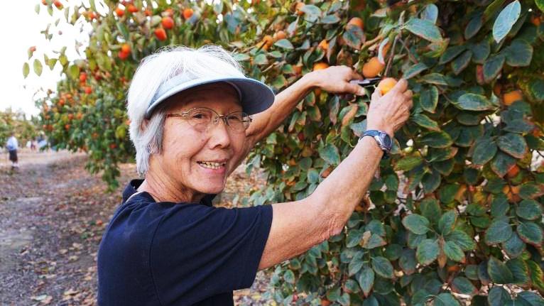 Select fruits you and your family enjoy for years of satisfying harvests.  Courtesy UC Regents