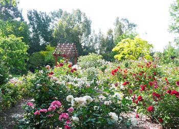 Prune roses now for a bountiful bloom in the spring. Photo Credit: Nanette Londeree