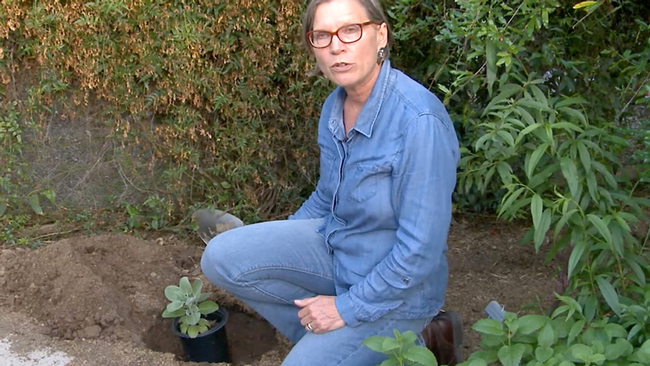 When transplanting natives, dig hole the same depth and twice as wide as the pot.  Metropolitan Water District of Southern California
