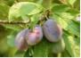 plum1