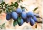 plum2