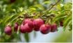plum3