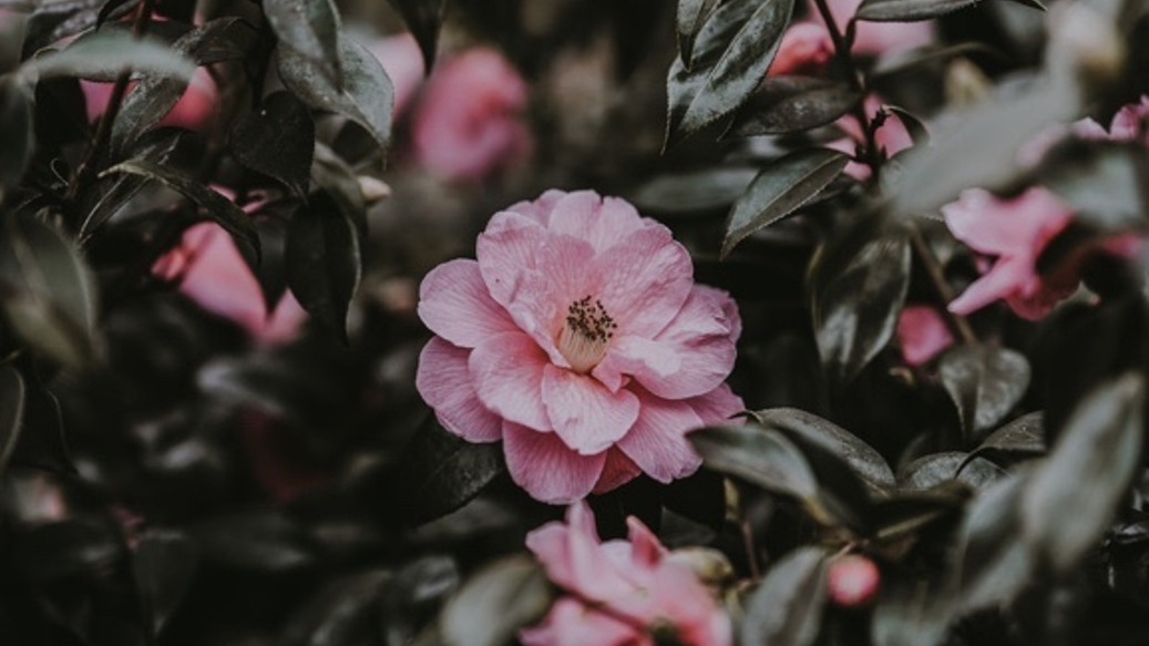 Pick up dropped camellias to avoid petal blight.  Photo: Annie Spratt, unsplash