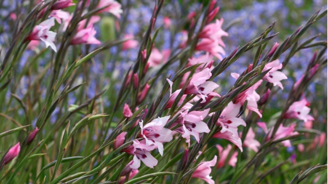 Plant painted lady gladiola corms (Gladiolus carneus) in spring for a beautiful summer display.  Photo: Creative Commons