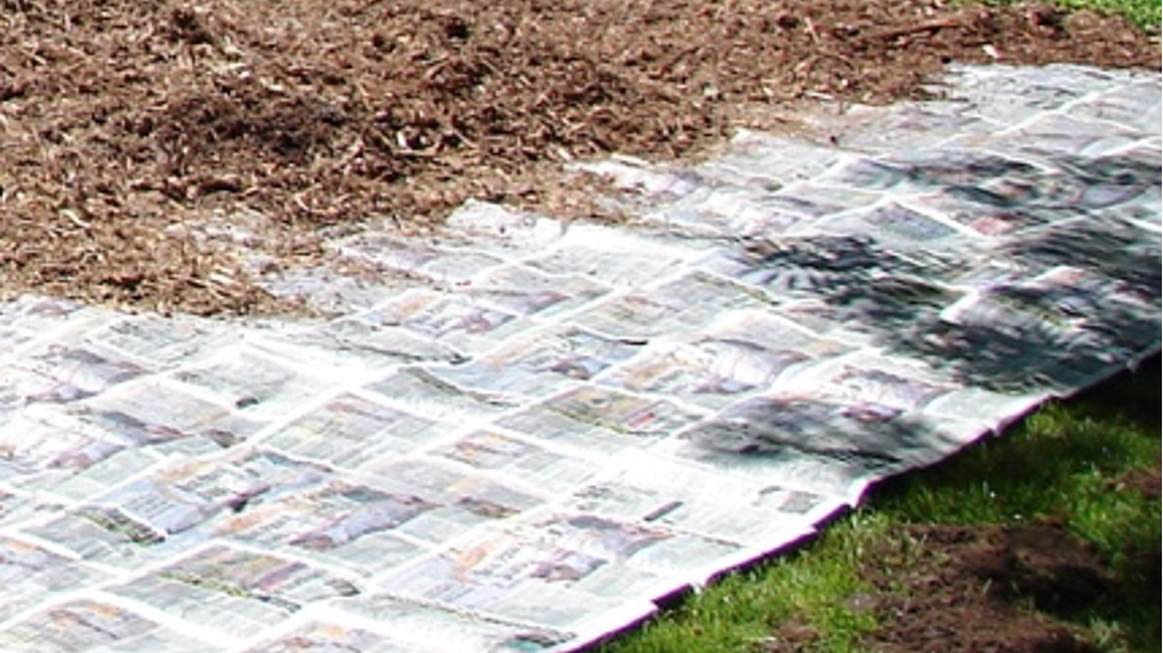 Create new planting areas by sheet mulching over weed patches or unwanted lawn. Photo: Courtesy UC Regents