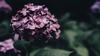 August Hydrangea annie-spratt-rmRa0OBAVoU-unsplash