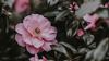 feb mini