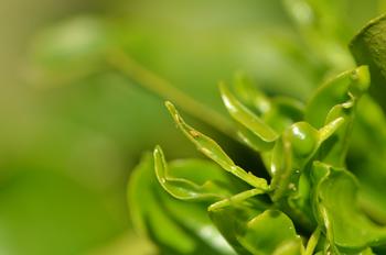 The female lays her eggs in the newly emerging leaves. Inspect your citrus plants by looking for developing nymphs in young leaves. Photo: UC Regents