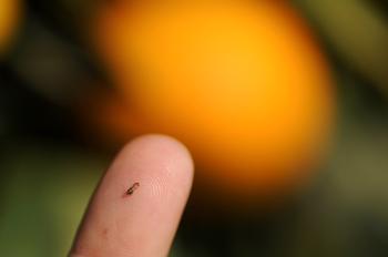 The adult Asian citrus psyllid is only 4 mm or 1/16 