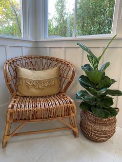 Humidity is a factor to consider for some houseplants like the fiddlehead ficus. Photo: Marianne Campbell