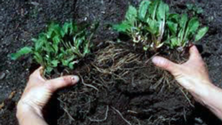 Division benefits plants and allows you to share with others.  Photo: Courtesy UC Regents