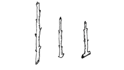 Three types of hardwood cuttings from left to right: straight, heel and mallet.  Image: North Carolina Cooperative Extension