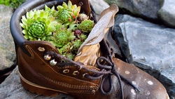 Succulents are among the easiest plants to propagate. Photo: Gail Mason