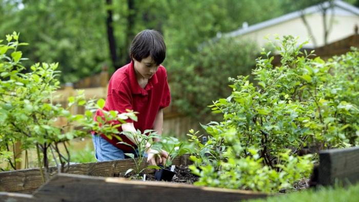 boy planting