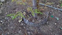 Protect new plants from gophers with wire “baskets”. UC ANR