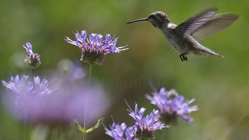 Growing native plants extends Marin's natural beauty into your garden while protecting our unique biodiversity.  Photo: Las Pilitas