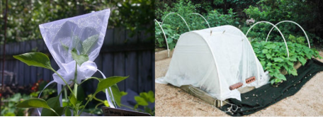 Covers for isolating open-pollinated vegetables. Photos: Gralbeard, Aggie-horticulture.tamu.edu