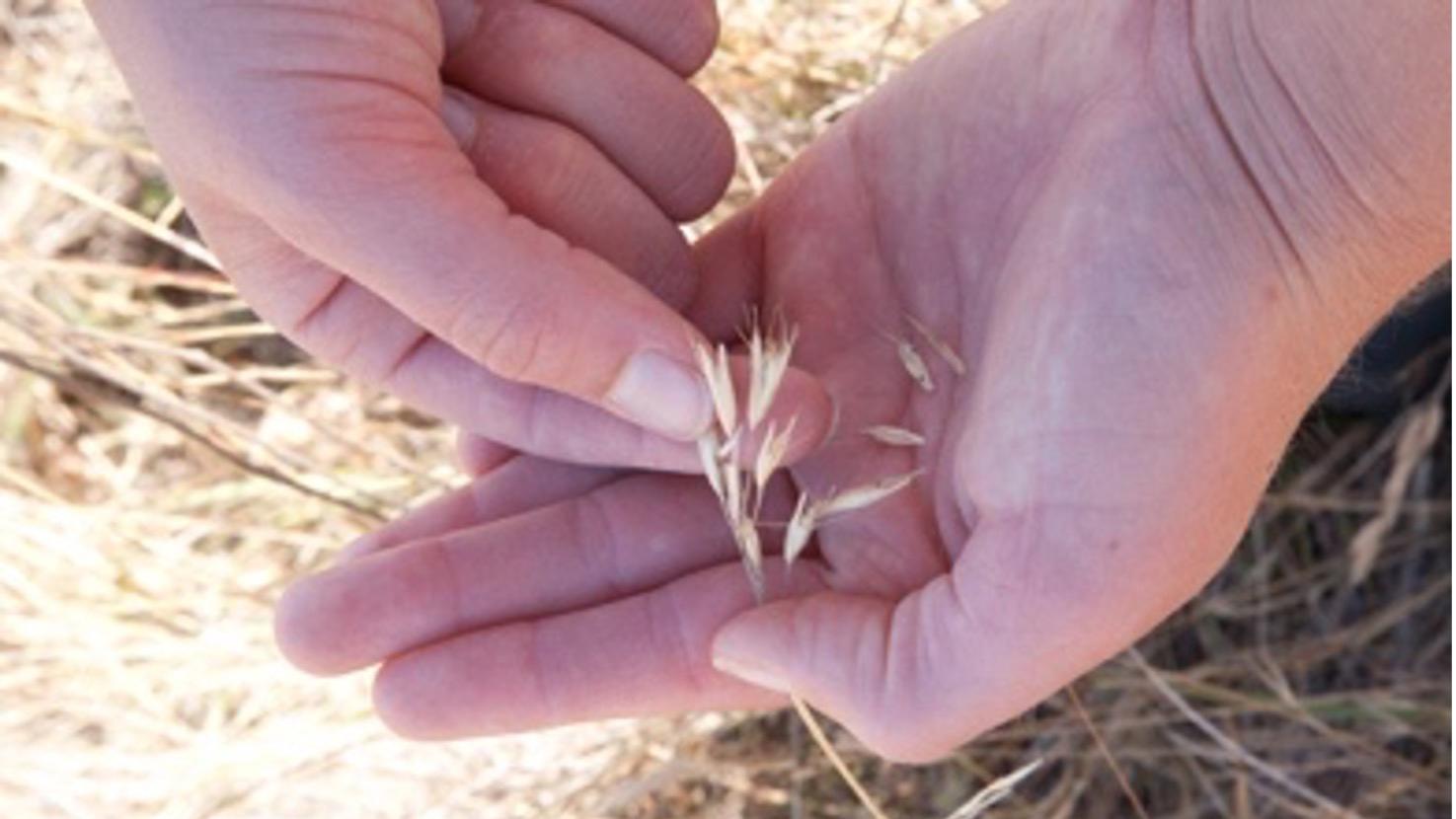 When flowers and pods are faded and dry, it's time to harvest seeds. Photo: Faith Brown