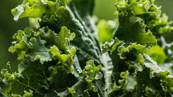 Kale. Photo: Erda Estremera, Unsplash