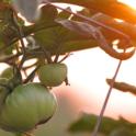 October 2020: The Fall/Winter Garden