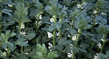 Fava beans are a great cover crop.
