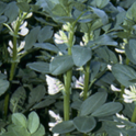 November 2020: Cover Crops