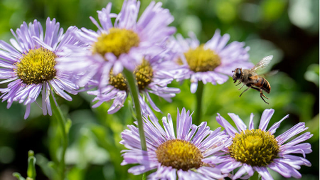 Seaside daisy (Erigeron glaucus) is a pollinator-friendly California native. Photo: UC Davis Arboretum